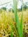 A close-up view of ripe rice plants with golden grains and lush green leaves. A small snail is visible on the stalk, adding a touch of life to the scene. The background features a blurred mix of more rice plants, under bright natural lighting conditions.