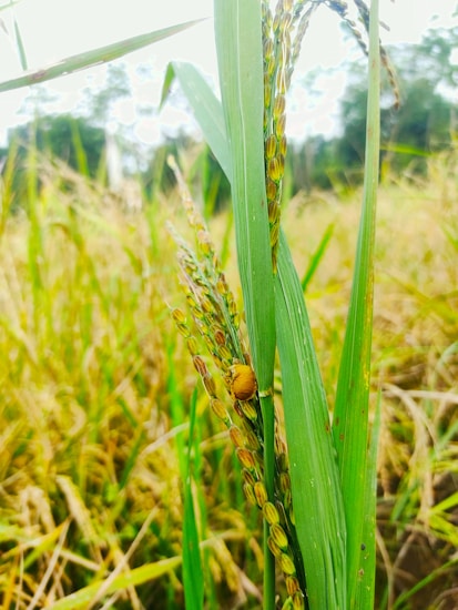 A close-up view of ripe rice plants with golden grains and lush green leaves. A small snail is visible on the stalk, adding a touch of life to the scene. The background features a blurred mix of more rice plants, under bright natural lighting conditions.