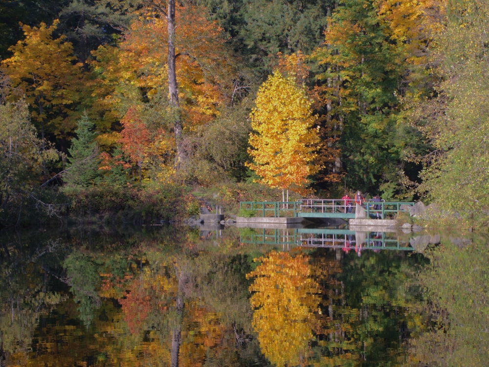 green and brown trees beside lake