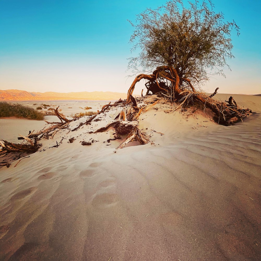 brown tree trunk on brown sand during daytime