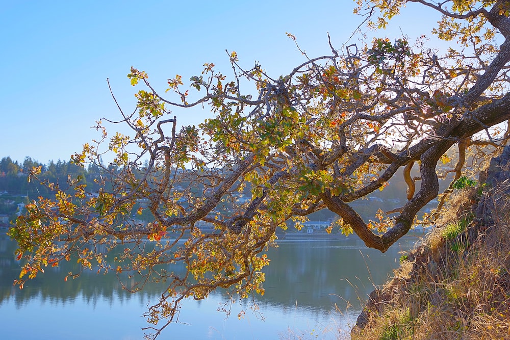 Árbol verde cerca del lago durante el día