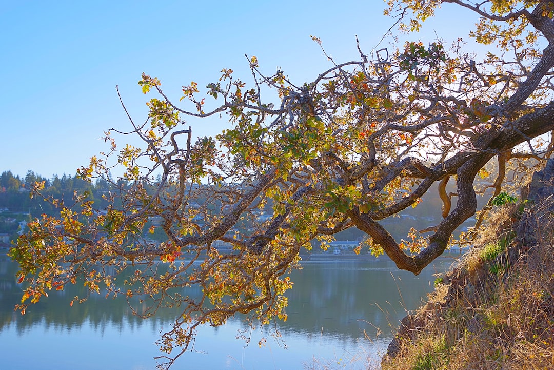 green tree near lake during daytime