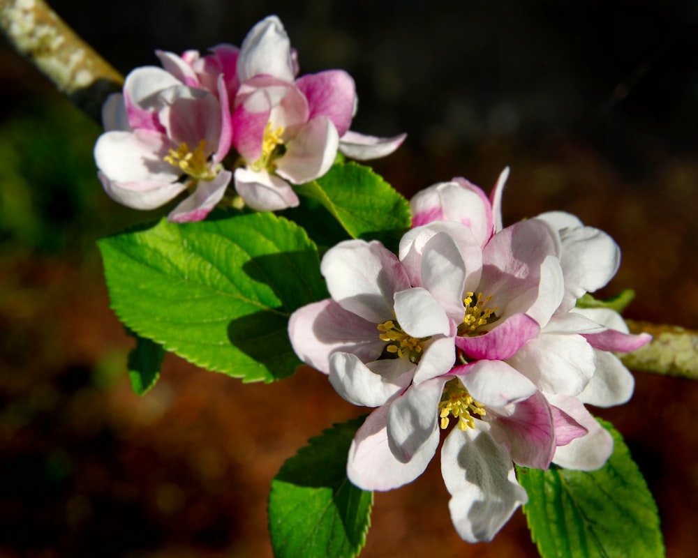 white and pink flower in tilt shift lens