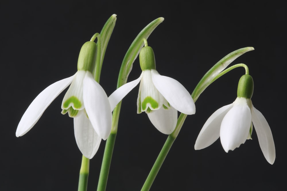 fleur blanche et verte en gros plan photographie