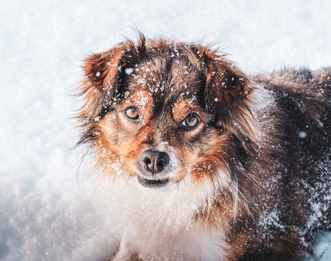 brown and white long haired small dog on snow covered ground