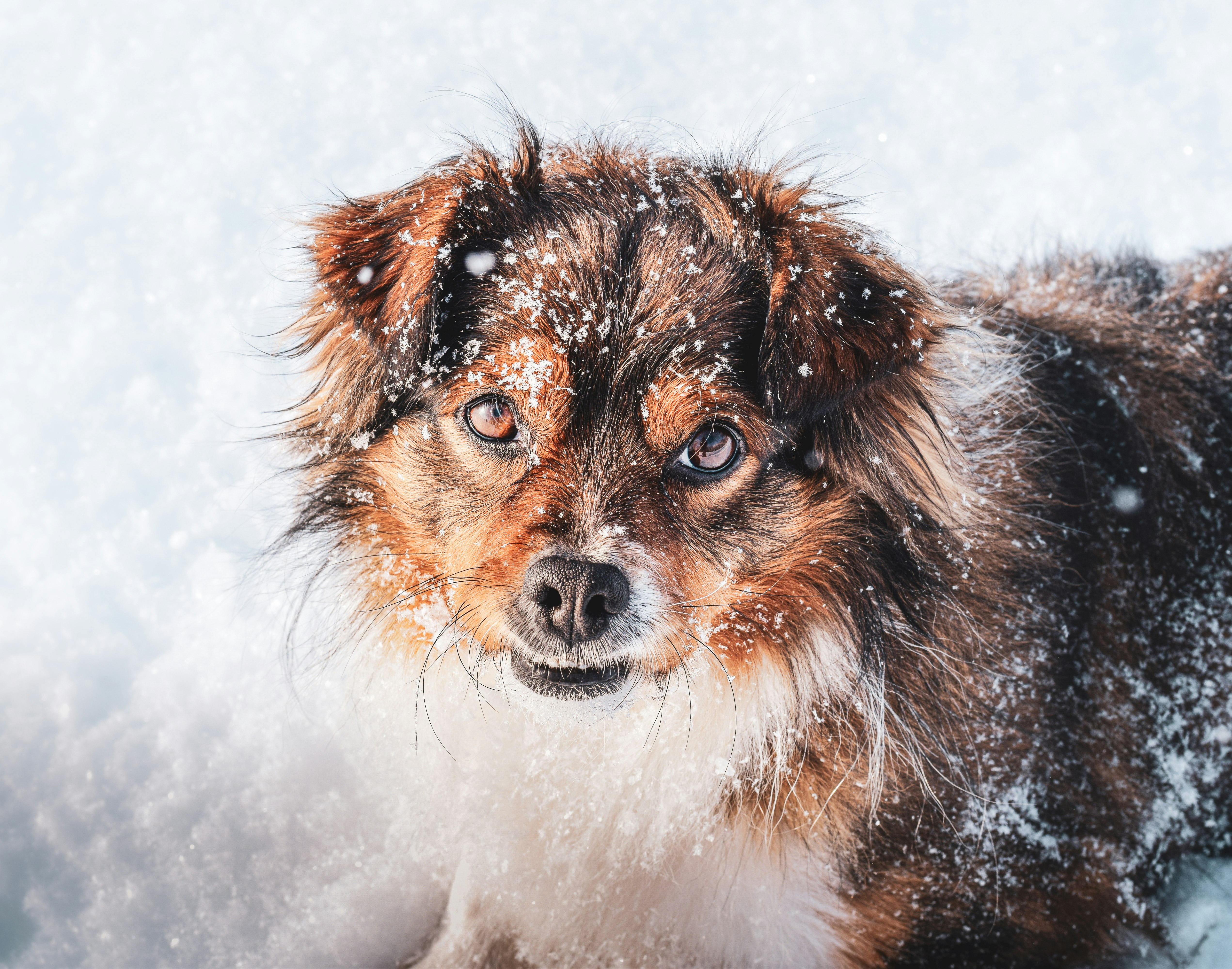 brown and white long haired small dog on snow covered ground