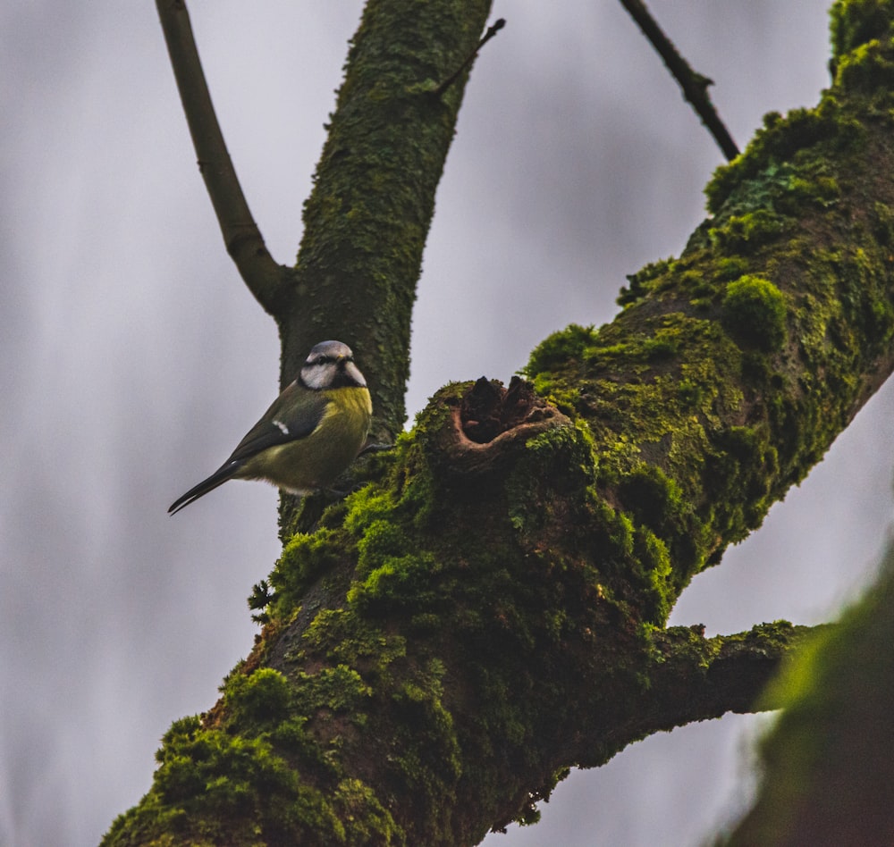 black and white bird on tree branch