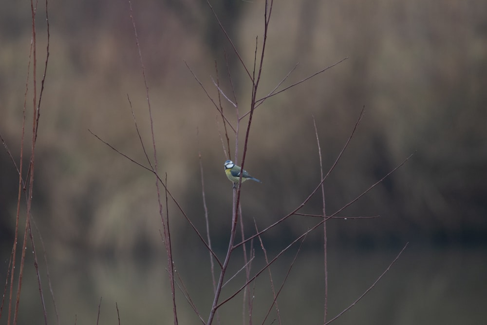 araignée brune et noire sur toile en gros plan photographie pendant la journée