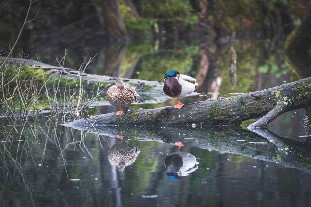 2 mallard ducks on water