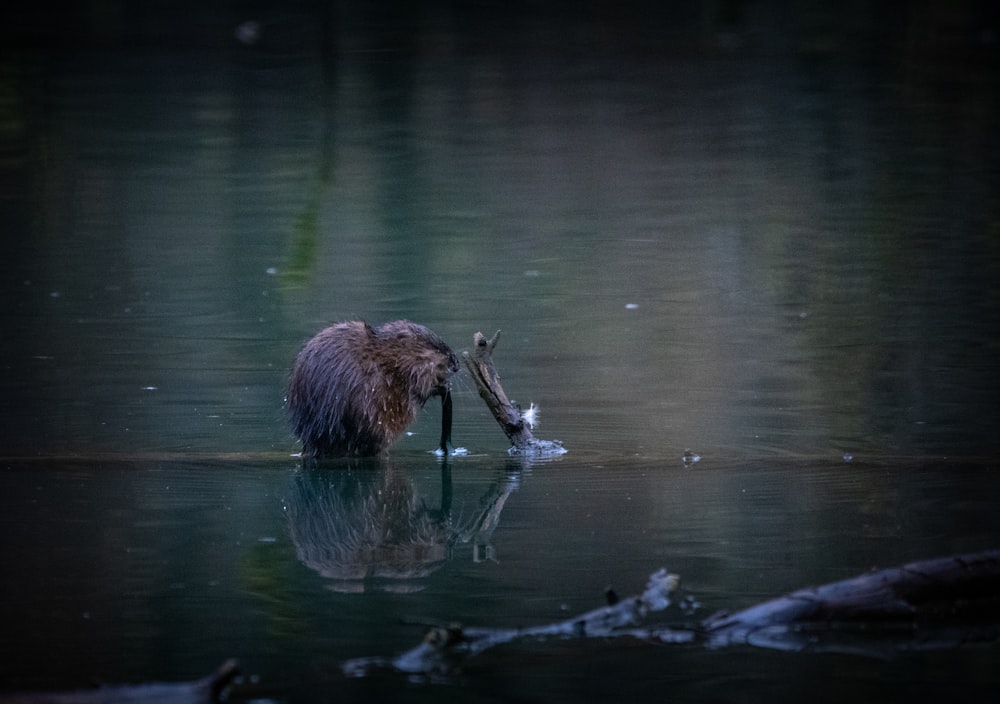 brown animal on water during daytime