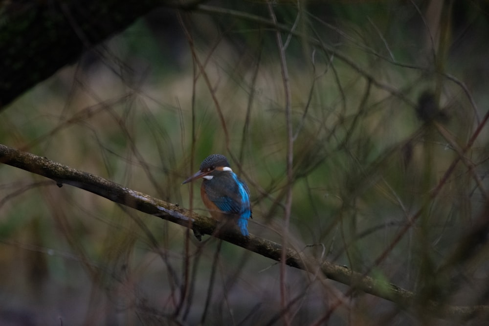 pájaro azul en la rama marrón del árbol durante el día