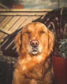 A joyful golden retriever with shiny, clean fur sitting in a sunlit garden.