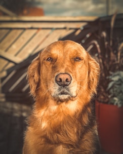 A golden retriever getting a gentle massage outdoors in sunshine.