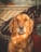 A golden retriever with soft, wavy fur sits upright in an outdoor setting. The sunlight casts a warm glow on the dog's coat, highlighting its serene expression. The background features a wooden fence and some plants in terracotta pots.