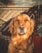 A golden retriever with soft, wavy fur sits upright in an outdoor setting. The sunlight casts a warm glow on the dog's coat, highlighting its serene expression. The background features a wooden fence and some plants in terracotta pots.