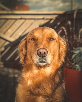 A golden retriever with soft, wavy fur sits upright in an outdoor setting. The sunlight casts a warm glow on the dog's coat, highlighting its serene expression. The background features a wooden fence and some plants in terracotta pots.