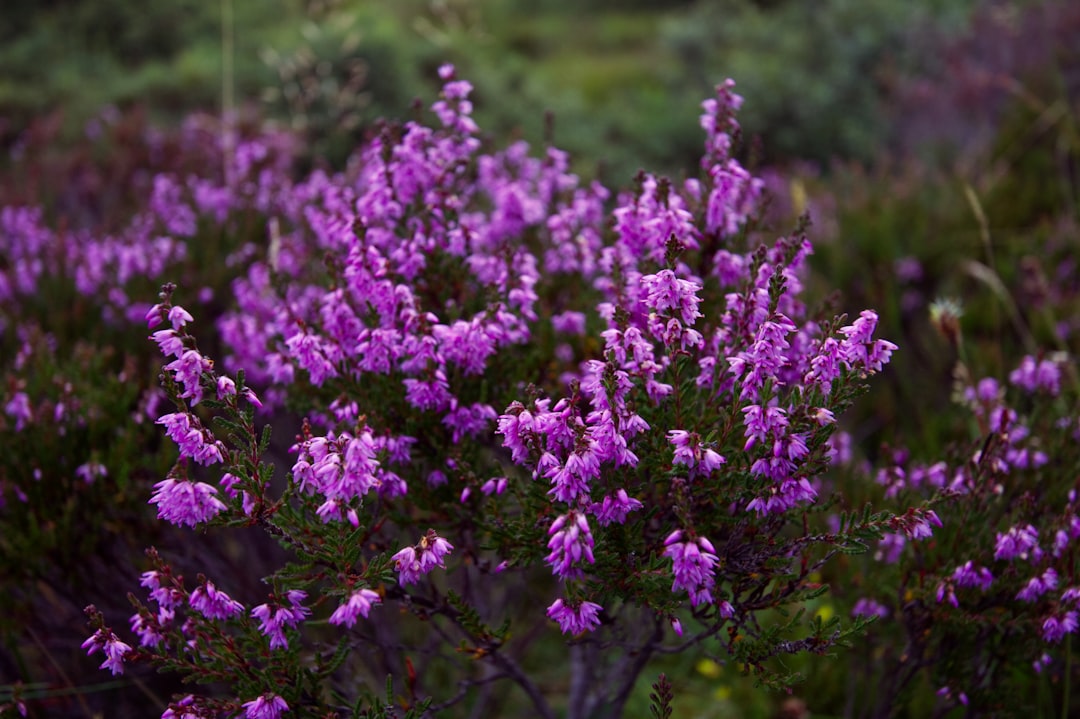 purple flowers in tilt shift lens