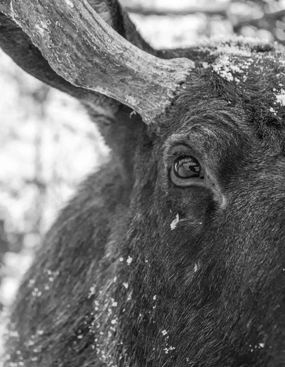 grayscale photo of cows head