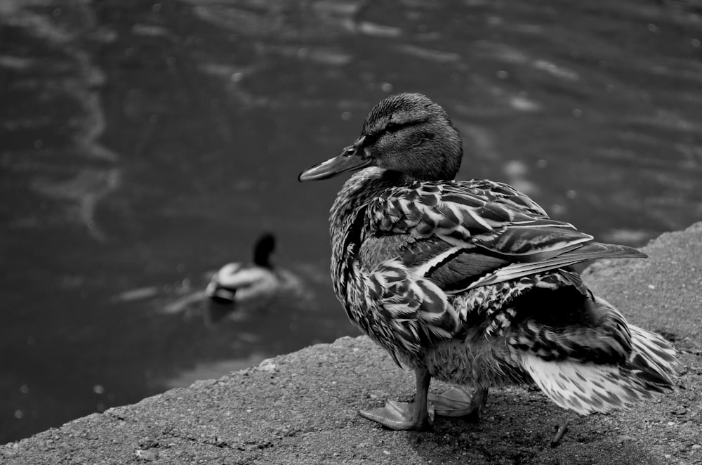 grayscale photo of duck on water