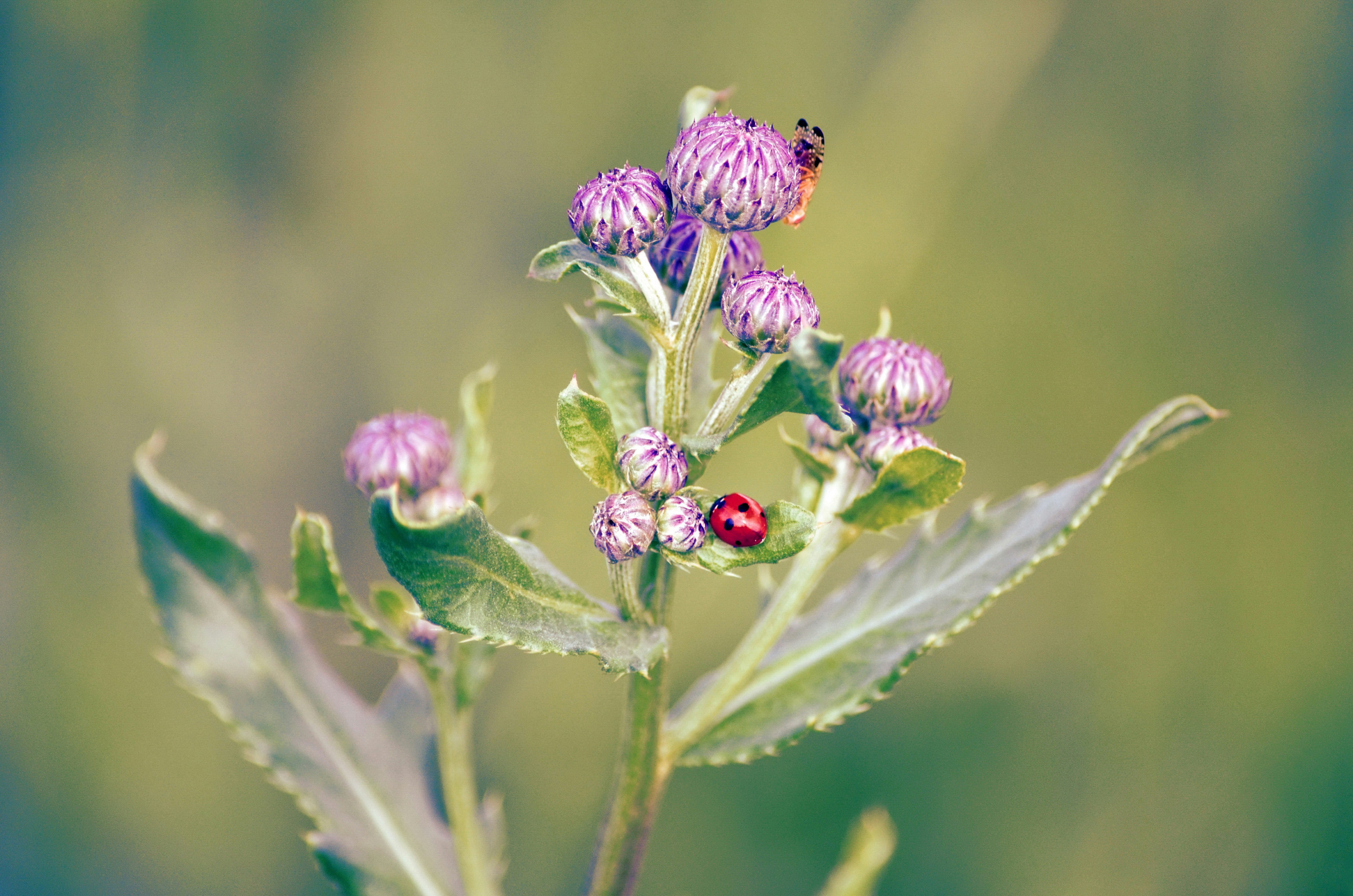 Photo by gingerpenguin