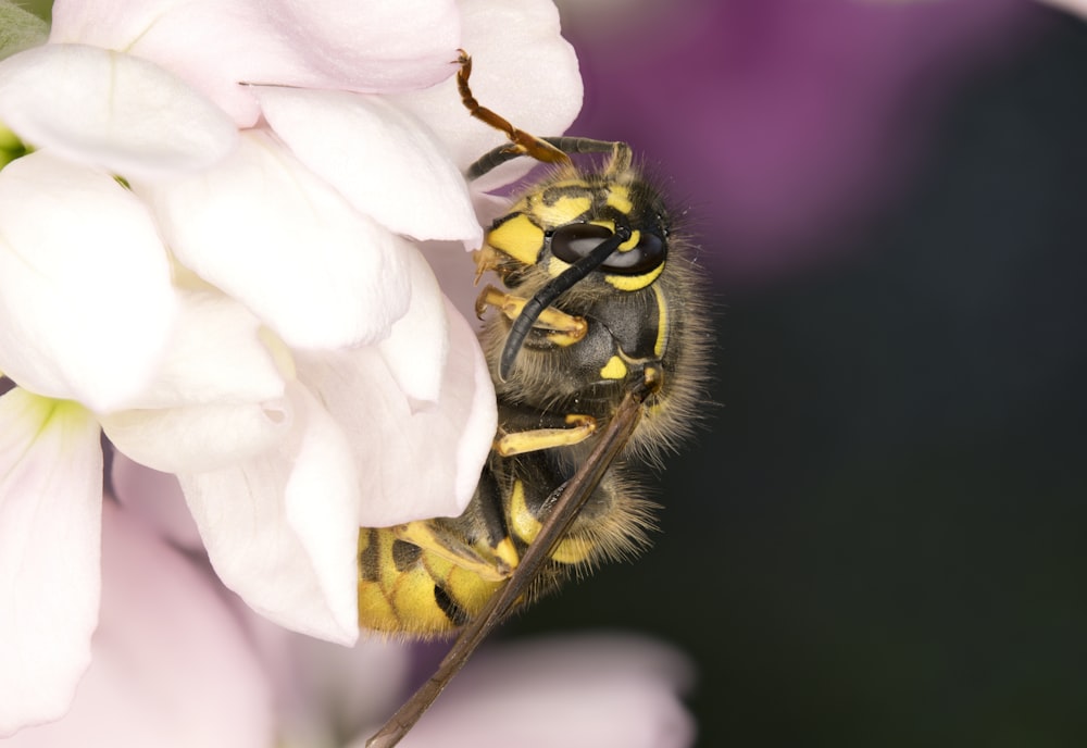 black and yellow bee on white flower