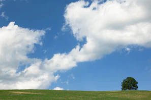 A wide shot of an open field under a calm gray sky with a single tree standing tall in the distance