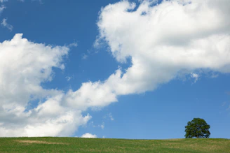 A wide shot of an open field under a calm gray sky with a single tree standing tall in the distance