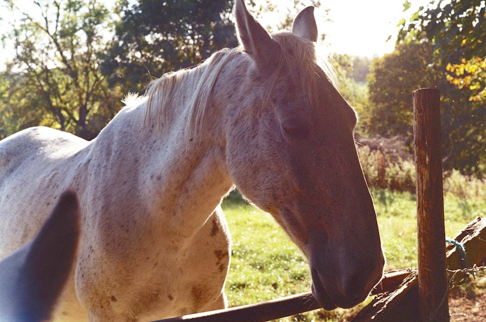 white horse standing on green grass field during daytime