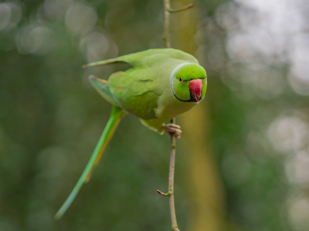 green bird on brown tree branch during daytime