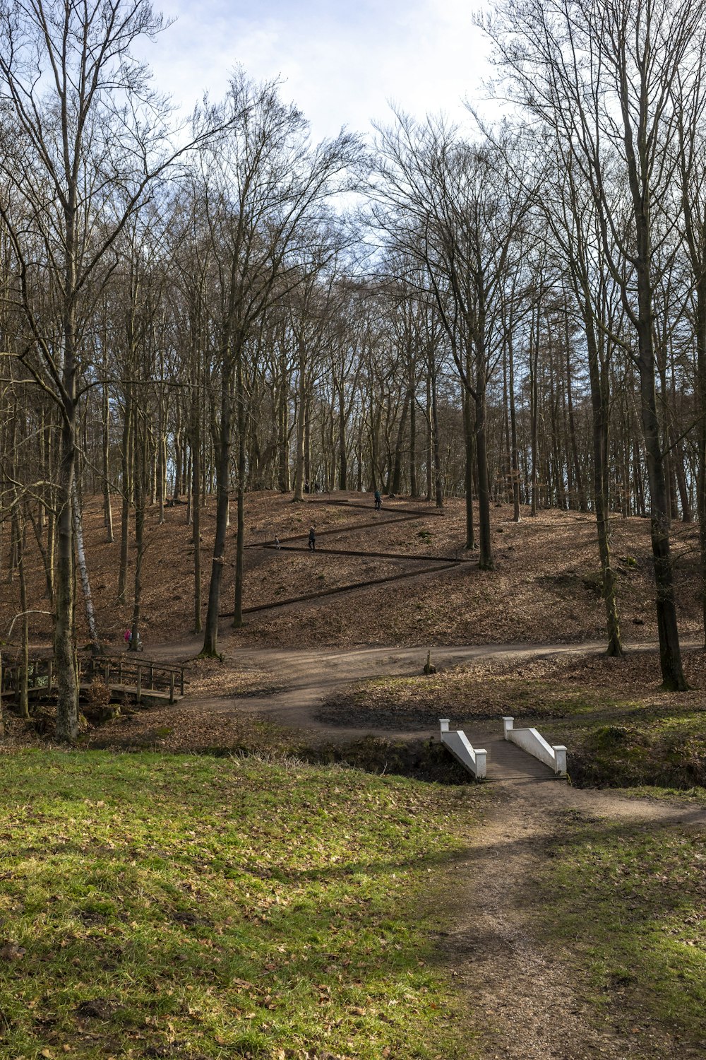 brown leafless trees on green grass field