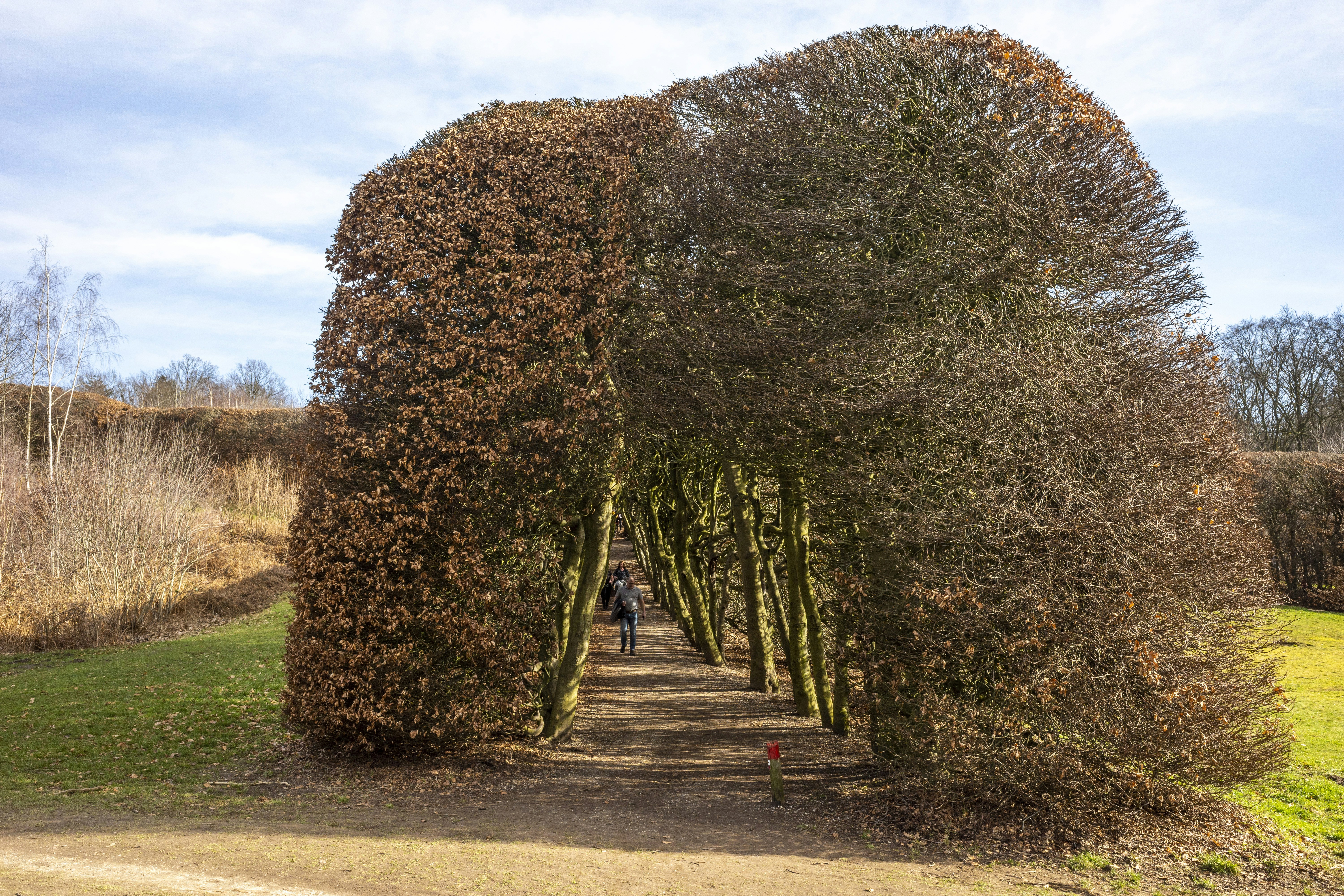 green trees on brown field during daytime