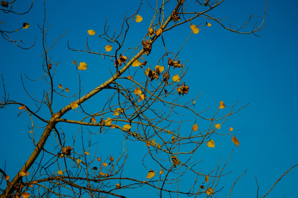 yellow round fruits on tree branch during daytime