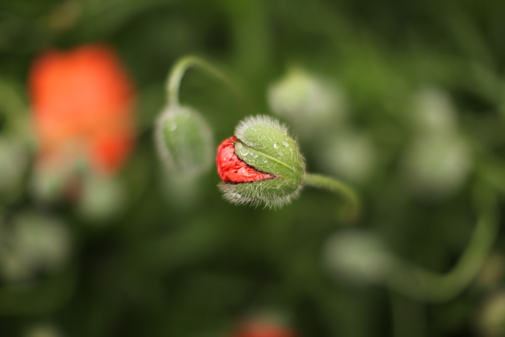 red and green flower bud in tilt shift lens