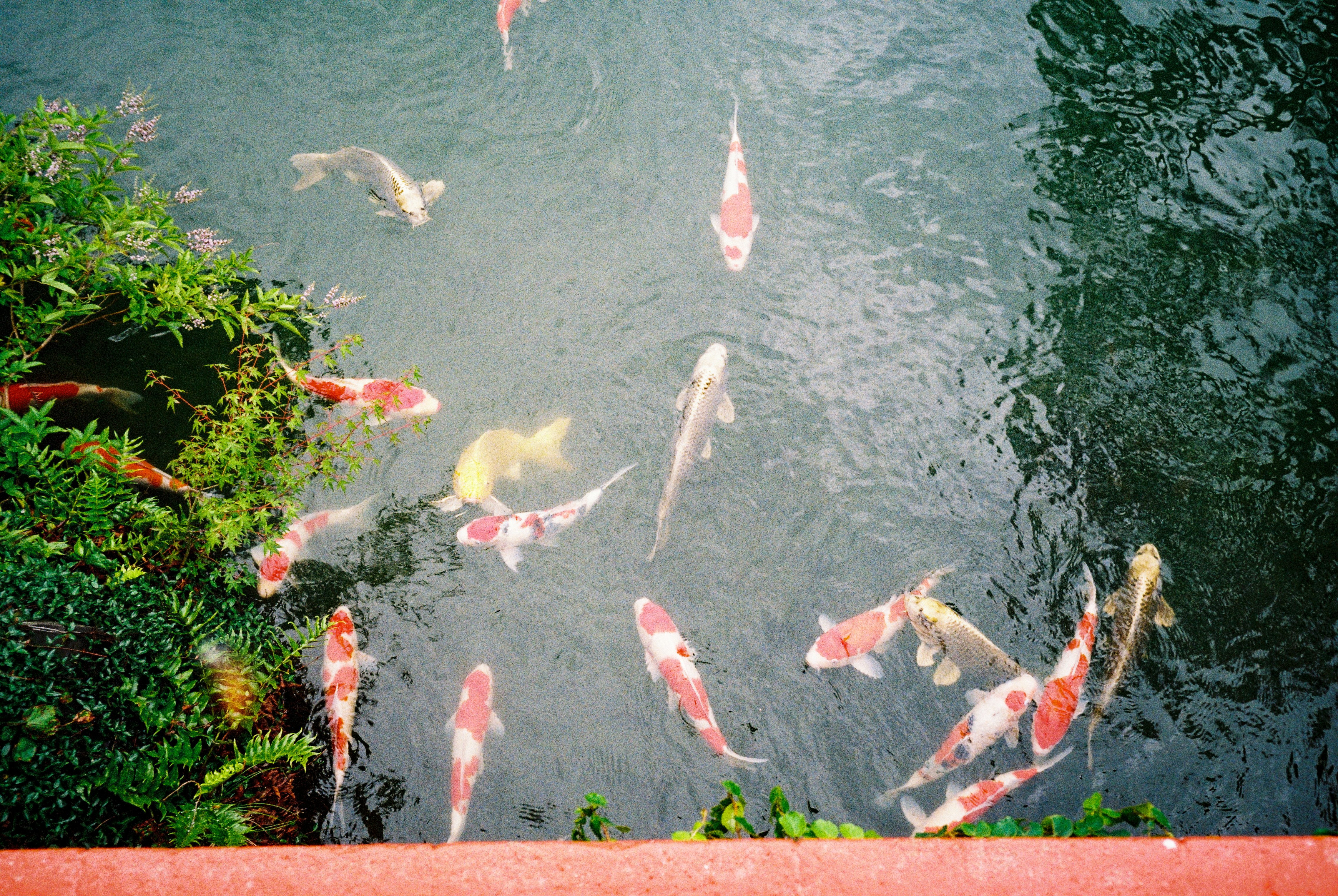 white and red koi fishes on water