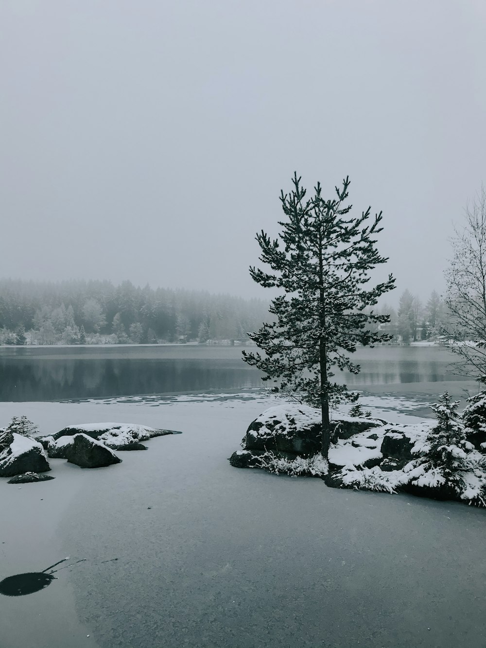 Lago rodeado de árboles cubiertos de niebla