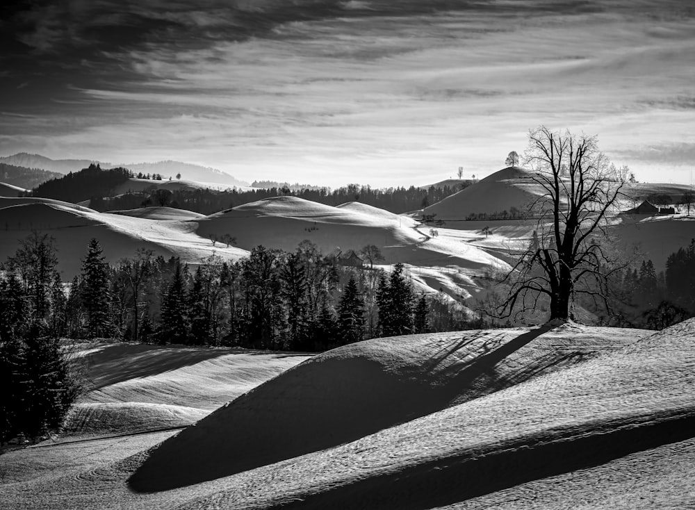 grayscale photo of trees on snow covered ground