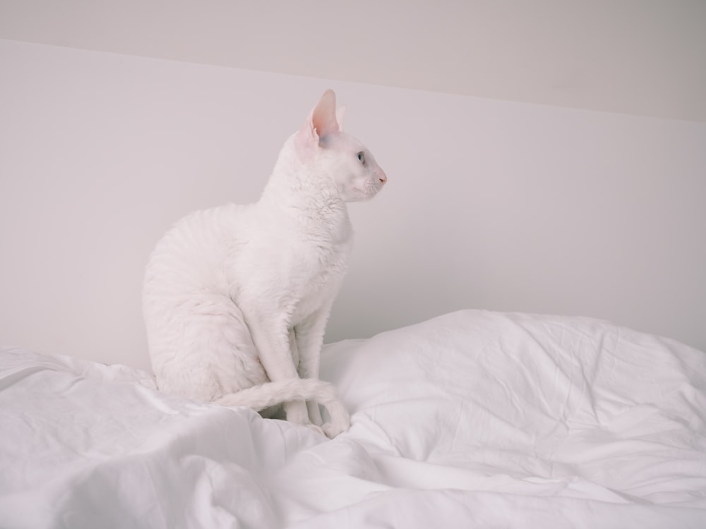 white cat on white bed