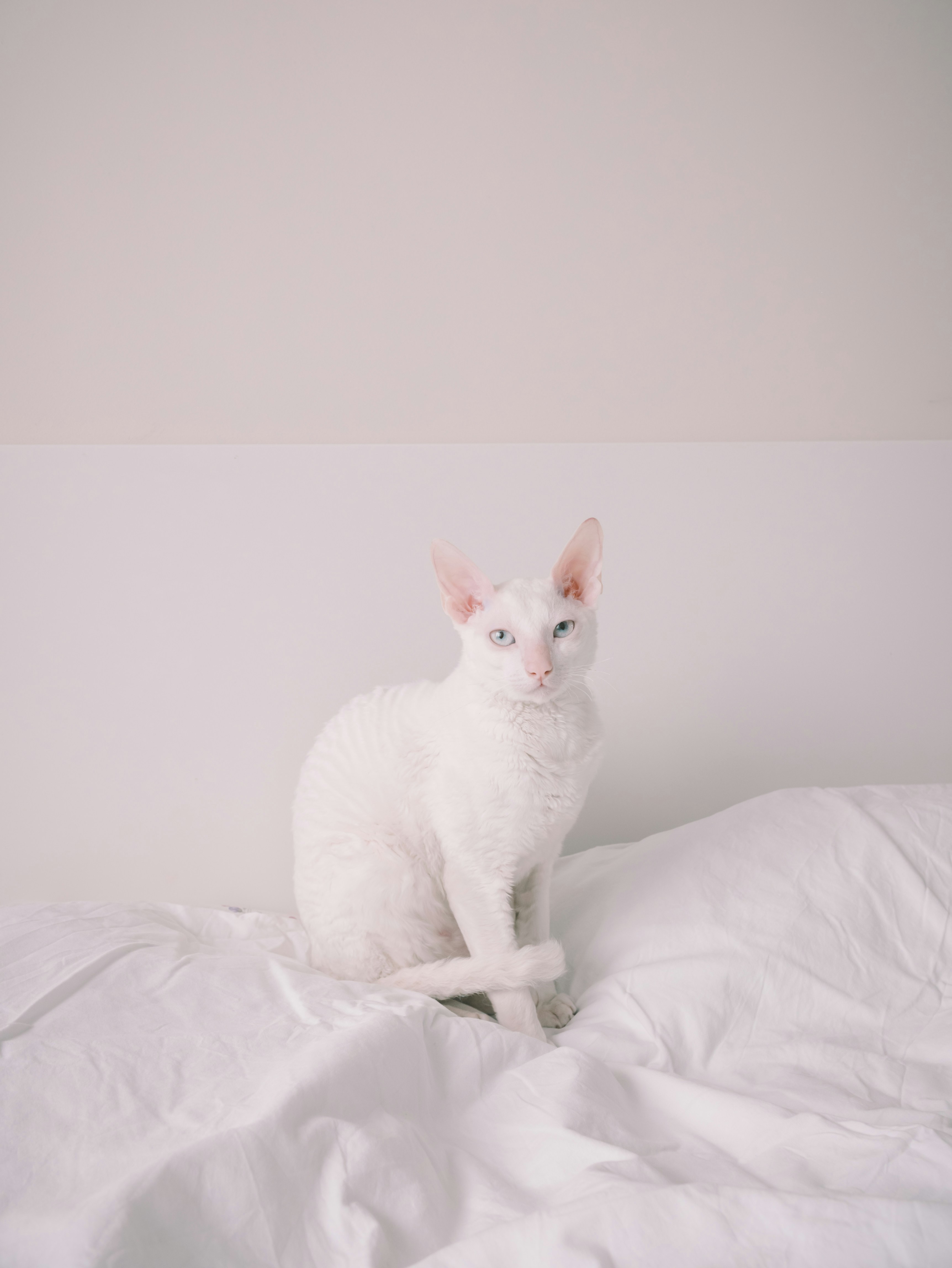 gato blanco en cama blanca