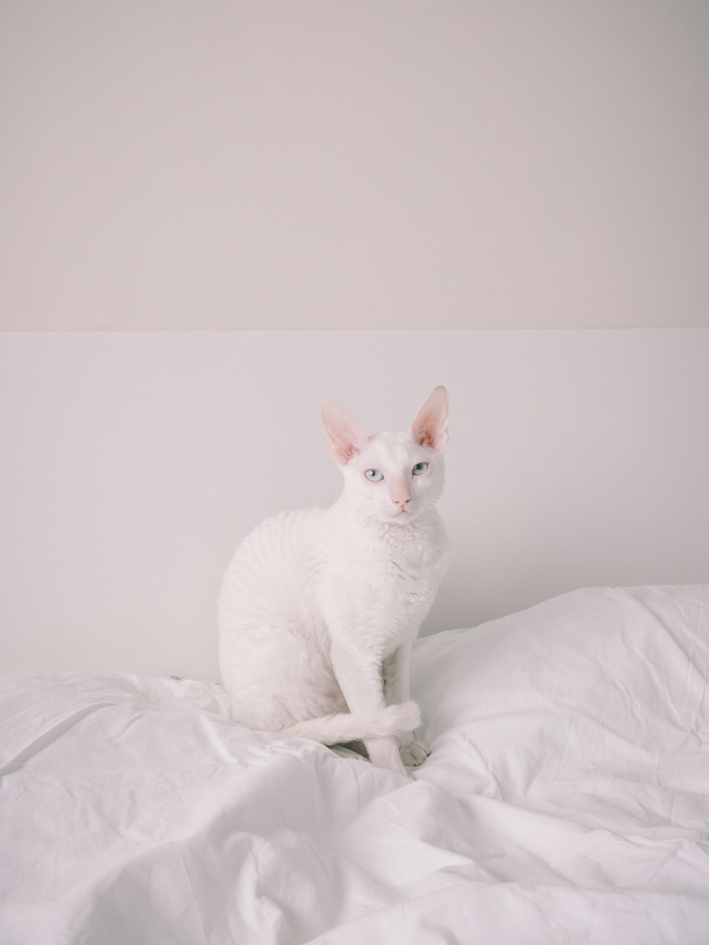 white cat on white bed