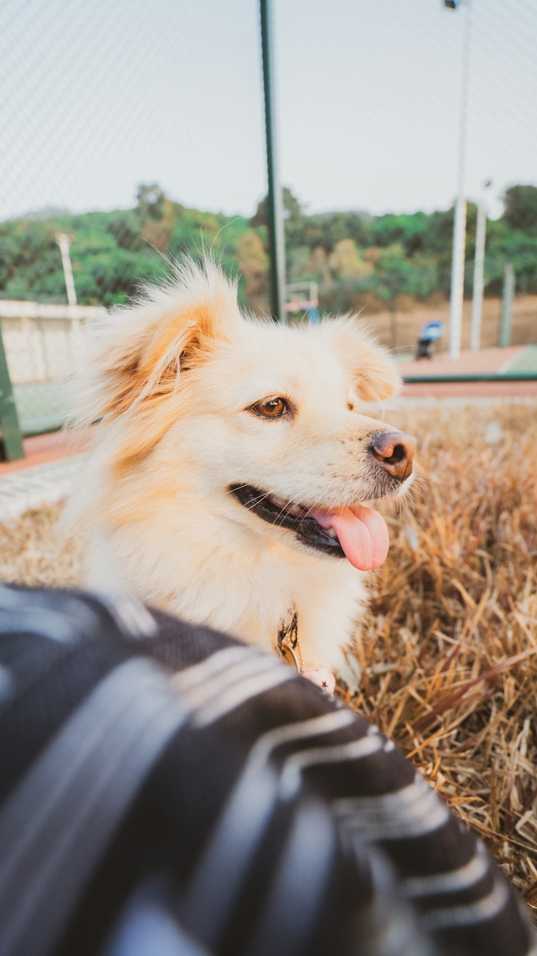 white and brown long coated dog on brown grass during daytime