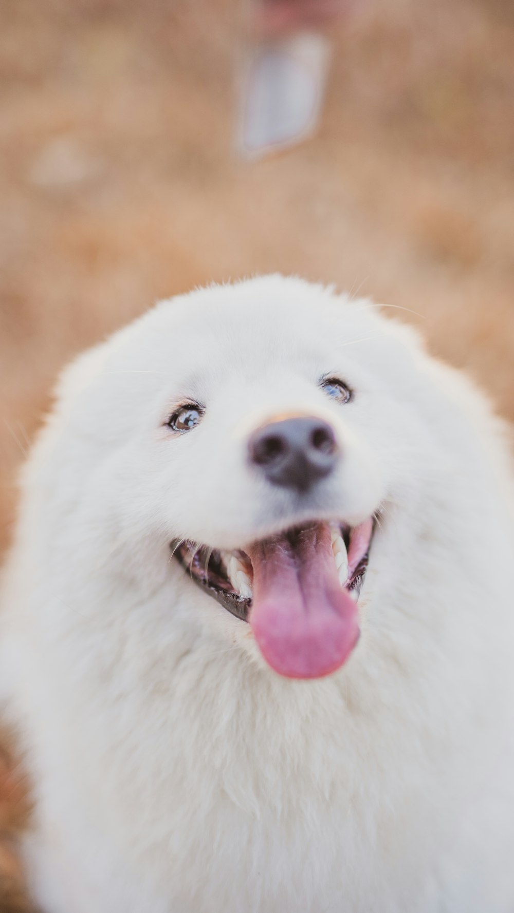 white long coated dog showing tongue