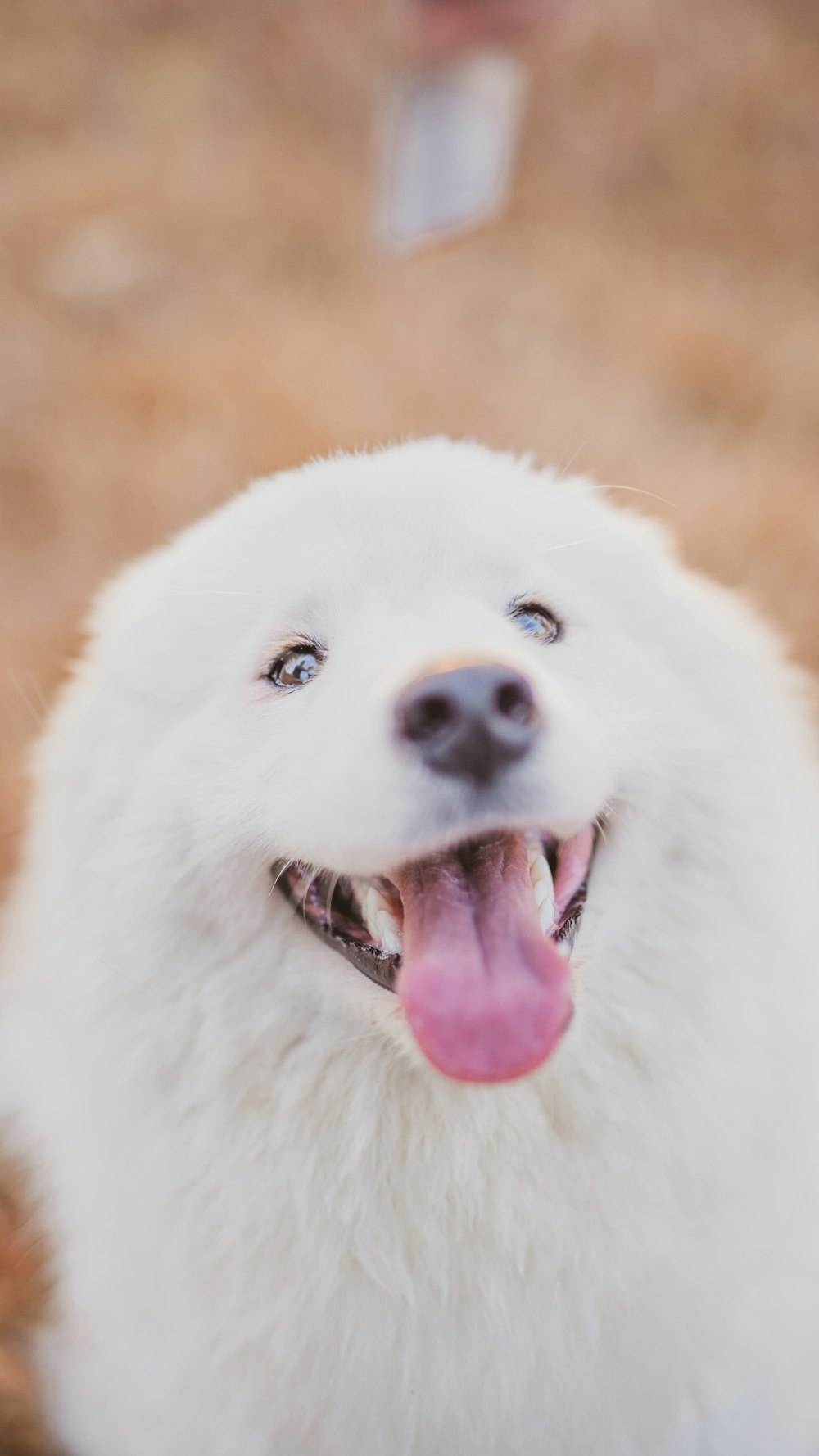 cão branco de pelagem longa mostrando a língua
