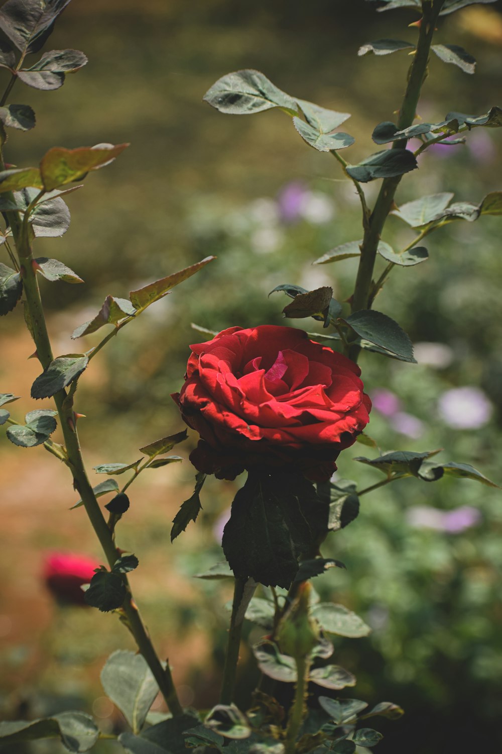 red rose in bloom during daytime