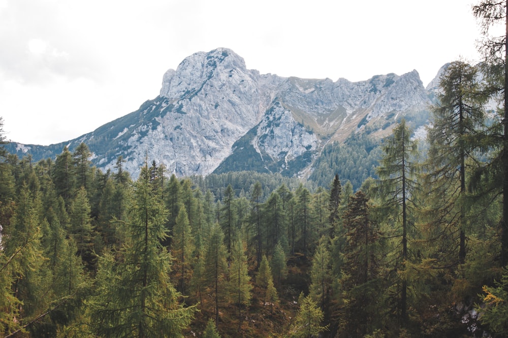 green pine trees near mountain during daytime