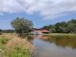 A scenic view of a restored pond.