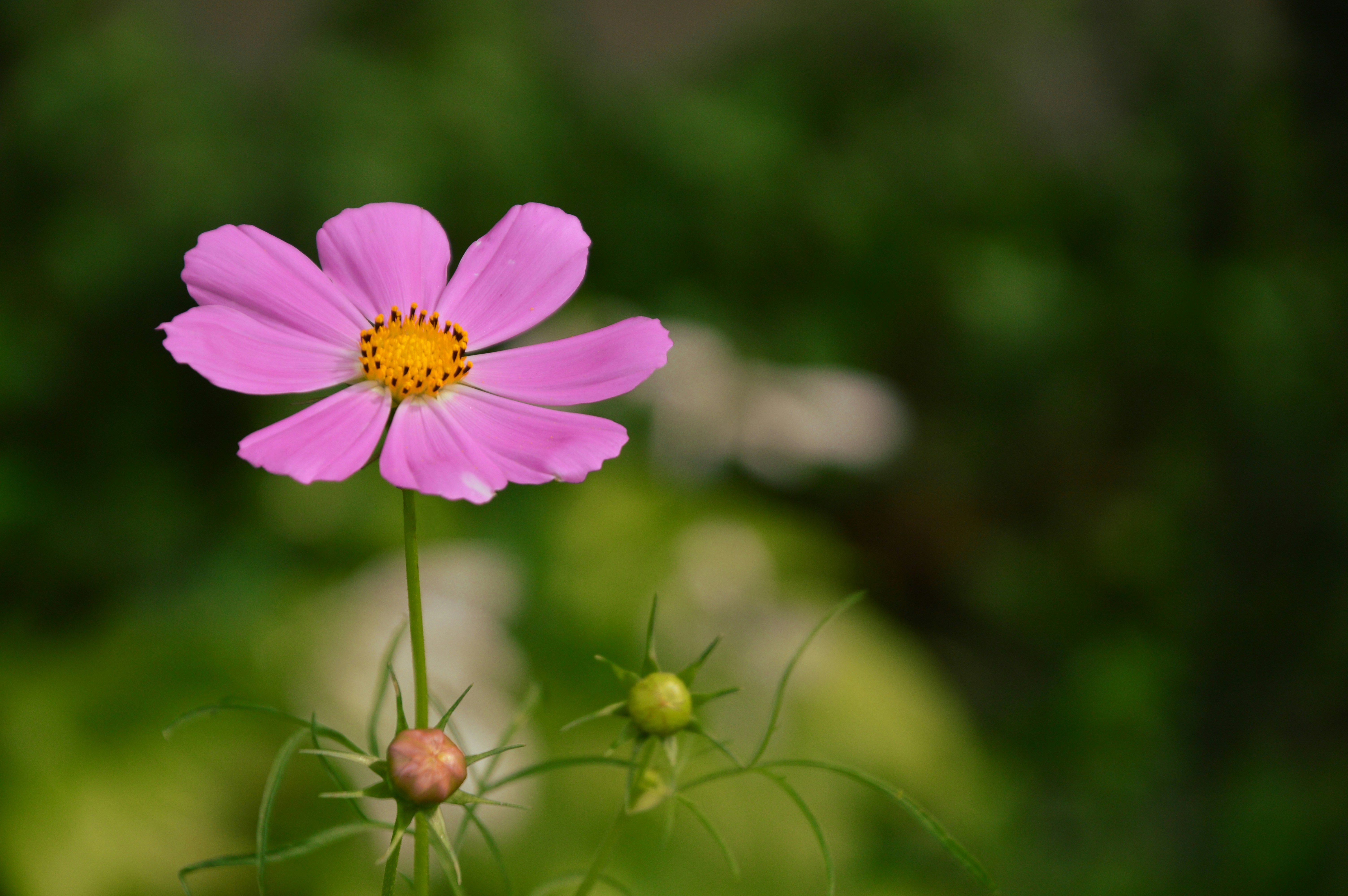 Photo by valeria_filatova