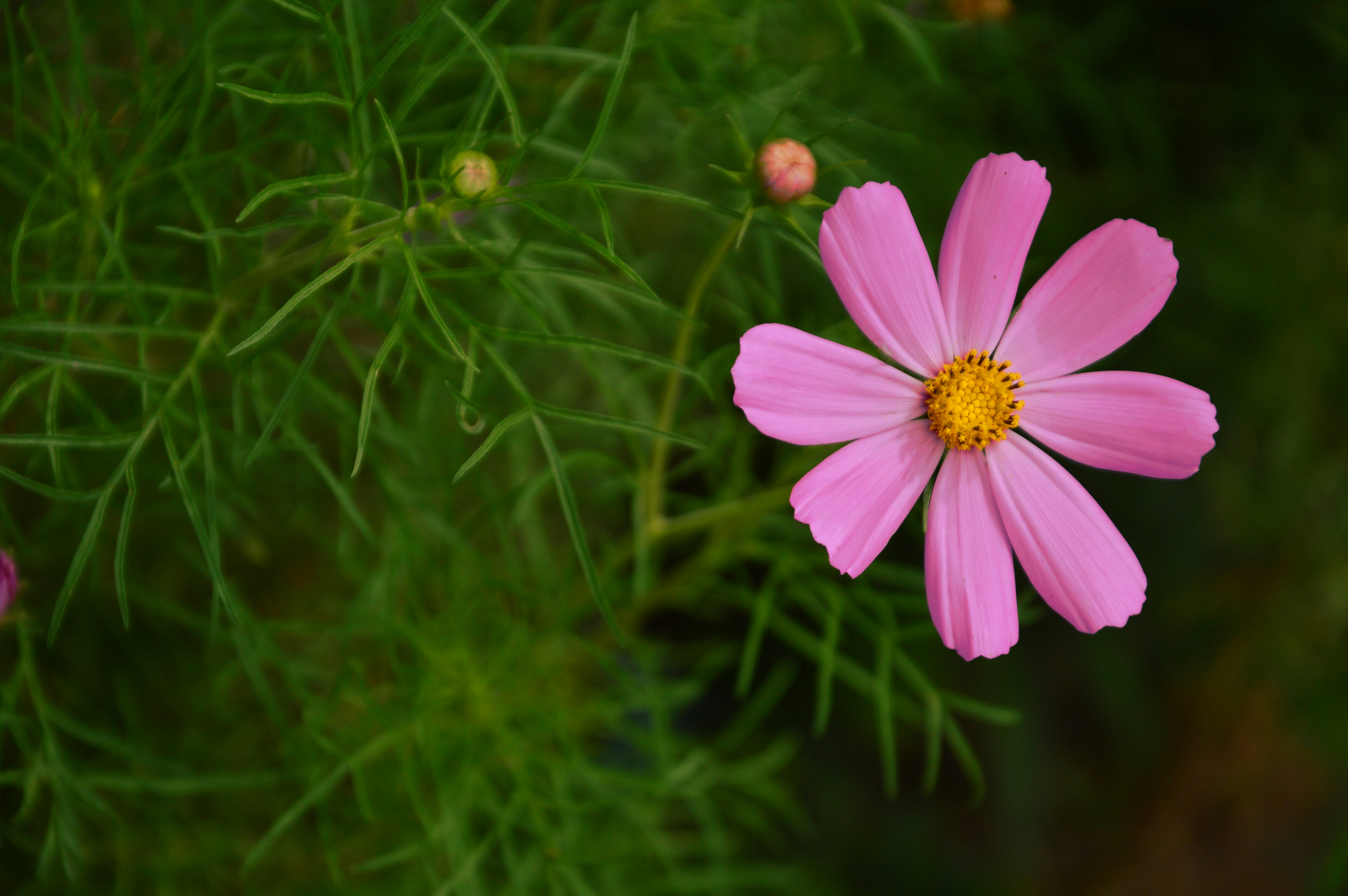 緑の草に紫の花の写真 Unsplashで見つける夏の花の無料写真