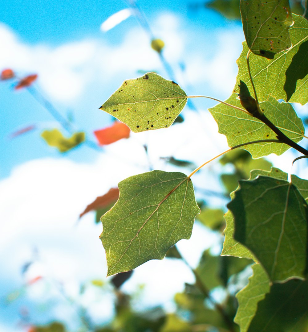 green leaf in tilt shift lens