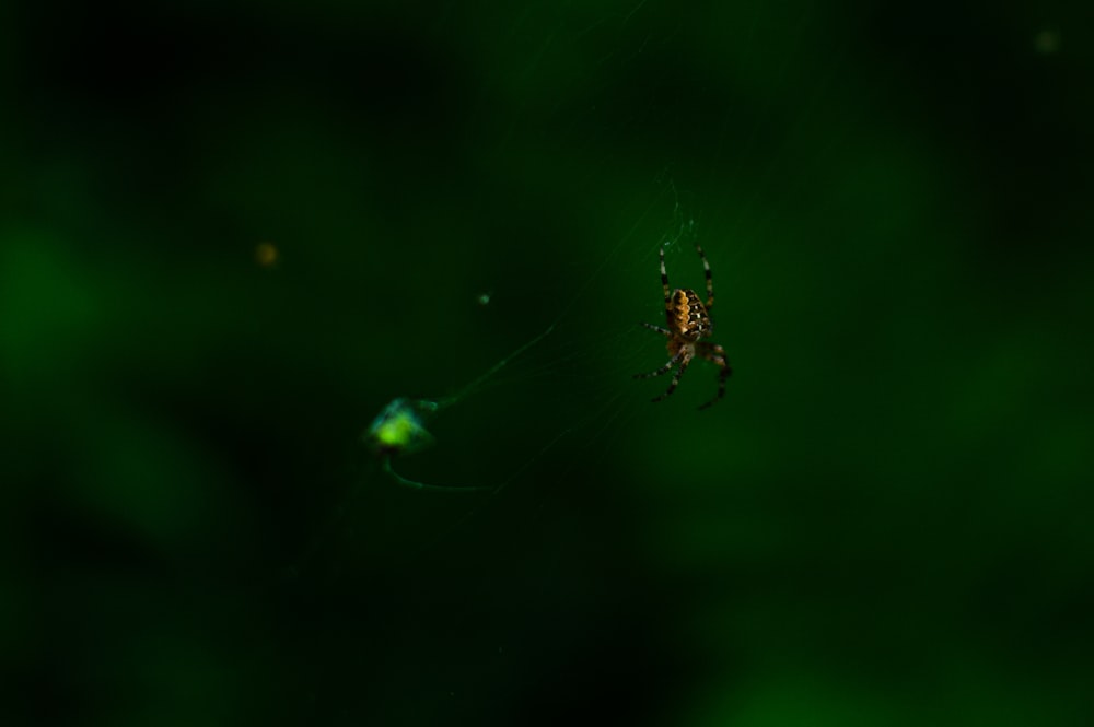 brown and black spider on web in close up photography during daytime