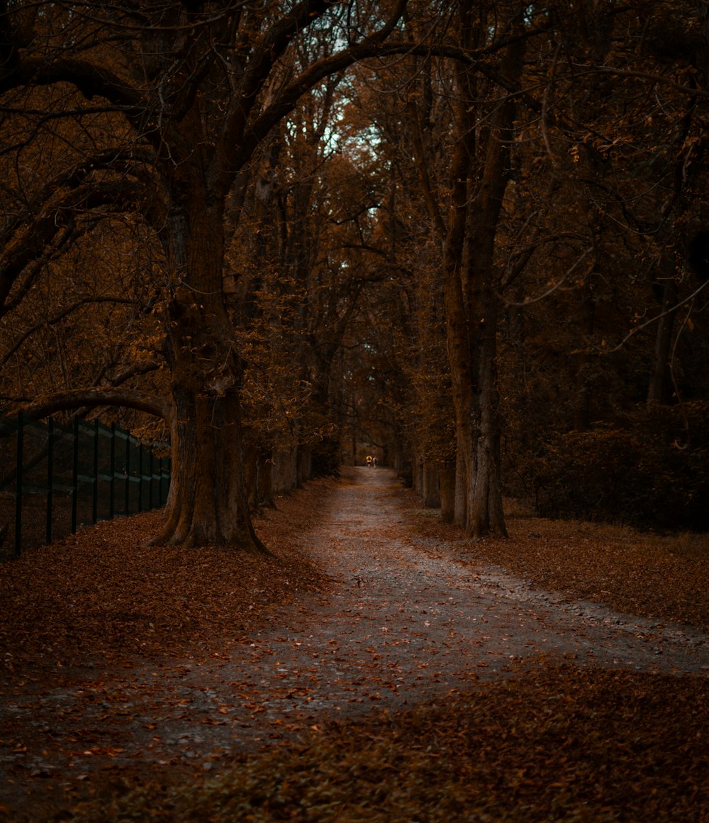 brown pathway between brown trees during daytime